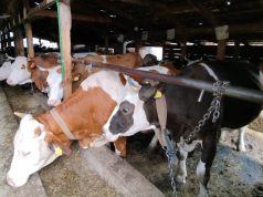 Kad se znanje, trud i rad udruže – rađa se PRAVI LIDER!